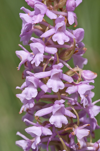 Orchidee di alta quota